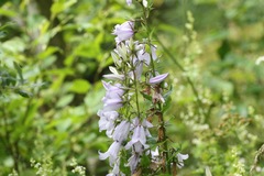 Campanula latifolia