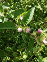 Arctium