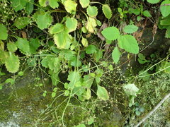 Micranthes caroliniana