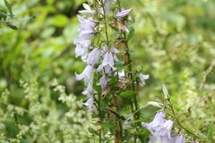 Campanula latifolia