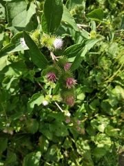 Arctium