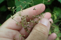 Micranthes caroliniana