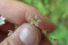 Micranthes caroliniana