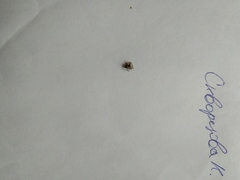 Steatoda castanea