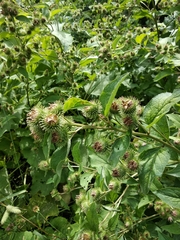 Arctium