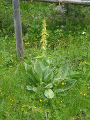 Gentiana lutea vardjanii
