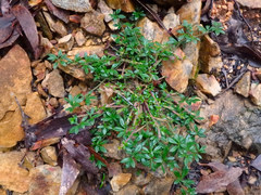 Xanthosia tasmanica