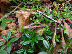 Xanthosia tasmanica
