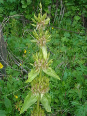 Gentiana lutea vardjanii
