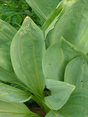 Gentiana lutea vardjanii