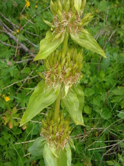 Gentiana lutea vardjanii