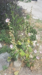 Alcea rosea