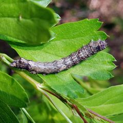Allophyes oxyacanthae