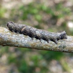 Allophyes oxyacanthae