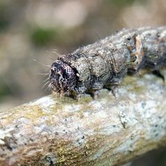 Allophyes oxyacanthae