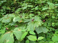 Trillium sulcatum