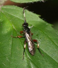Ichneumonidae