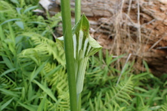 Arisaema stewardsonii