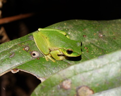 Ranoidea phyllochroa