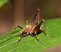 Macropathini