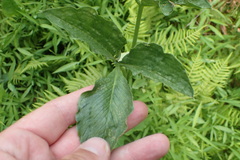 Arisaema stewardsonii