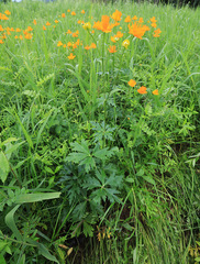 Trollius macropetalus