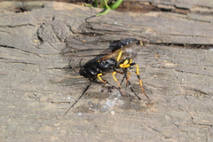 Sceliphron destillatorium