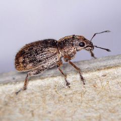 Andrion regensteinense