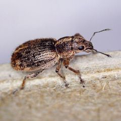 Andrion regensteinense