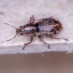 Andrion regensteinense