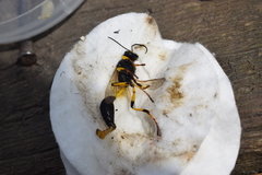 Sceliphron destillatorium