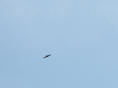 Falco moluccensis