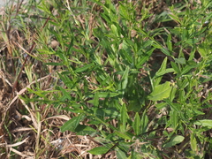 Pseudelephantopus spicatus