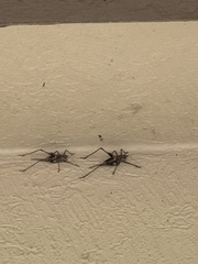 Paratlanticus ussuriensis