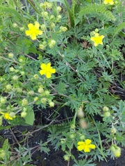 Potentilla argentea