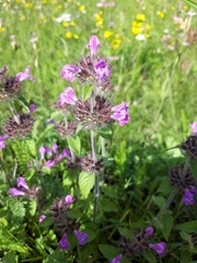 Clinopodium vulgare
