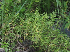 Pogonatherum crinitum