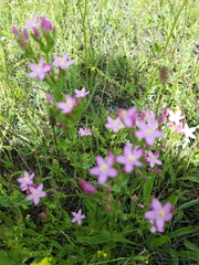 Centaurium erythraea