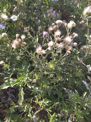 Cirsium arvense vestitum