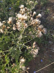 Cirsium arvense vestitum