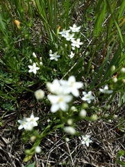 Centaurium erythraea