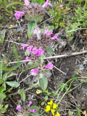 Clinopodium vulgare