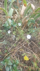 Convolvulus arvensis