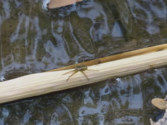 Dolomedes mizhoanus