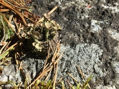 Cladonia deformis