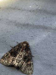 Phosphila turbulenta