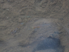 Poecilia reticulata