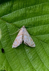 Neocataclysta magnificalis