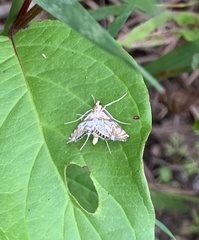 Neocataclysta magnificalis
