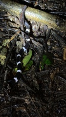 Bungarus multicinctus wanghaotingi